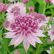 'Roma' is a clump-forming perennial with deeply-divided palmate mid-green leaves and branching stems bearing umbels of pale pinks flowers surrounded by greenish wine-red bracts in late summer and early autumn. Astrantia major 'Roma' added by Shoot)