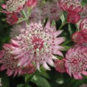 'Rubra' is a clump-forming perennial with deeply-divided palmate mid-green leaves and branching stems bearing umbels of rose-red flowers in summer.
 Astrantia major 'Rubra' added by Shoot)