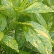 'Variegata' is a bushy, rounded evergreen shrub with glossy, toothed leaves densely spotted with gold. Spring flowers are small, purple, and often followed by clusters of red berries in autumn.
 Aucuba japonica 'Variegata' added by Shoot)