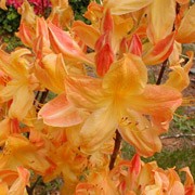 'Arneson Gem' is a compact, bushy deciduous shrub with oblong leaves and red buds opening to large, yellow-orange flowers in late spring and early summer. Rhododendron 'Arneson Gem' added by Shoot)