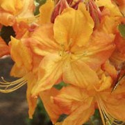 'Klondyke' is an upright, bushy shrub with oblong, deciduous leaves that open bronze-red in spring and fragrant, golden-yellow flowers in late spring and early summer. Rhododendron 'Klondyke' added by Shoot)