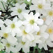 'Avalanche' is a bushy, low-growing, deciduous, perennial climber with evergreen green leaves and creamy white flowers throughout spring. Clematis 'Avalanche' added by Shoot)