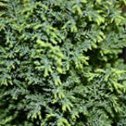 'Snow White' is a slow growing, evergreen, coniferous shrub with grey-green foliage that is decorated with white new growth in spring and summer. Chamaecyparis lawsoniana 'Snow White' added by Shoot)