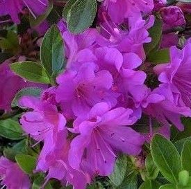 Rhododendron 'Geisha Lilac'