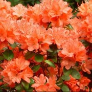  (25/11/2020) Rhododendron 'Geisha Orange' added by Shoot)