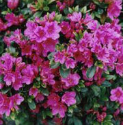 Rhododendron 'Geisha Purple'