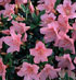 Rhododendron 'Pink Pancake'