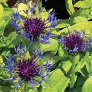 'Gold Bullion' is a low-growing, deciduous perennial with a spreading carpet of golden yellow foliage from spring to autumn, and blue flowers on upright stems in late spring until early summer.  Centaurea montana 'Gold Bullion' added by Shoot)
