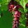 leycesteria formosa berries Added by Sadie Honeybun, Plant People