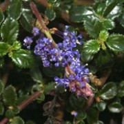 'Centennial' is a prostrate shrub with smooth, round, dark green leaves and larger than normal dark blue blooms in mid-spring. Ceanothus 'Centennial' added by Shoot)