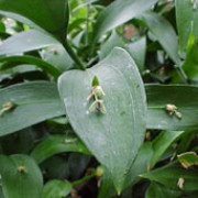 Ruscus hypoglossum added by Shoot)