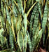 Sansevieria trifasciata
