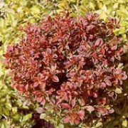 'Admiration' is a small, compact, rounded deciduous shrub with yellow-edged purple-red leaves, pale pink flowers in summer and crimson berries and leaves in autumn. Berberis thunbergii f. atropurpureum 'Admiration' added by Shoot)