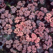 'Karfunkelstein' is a clump-forming herbaceous perennial with purple foliage and stems.  It has succulent, spoon-shaped leaves and in late summer and early autumn, bears small umbels of pink flowers on upright stems. Sedum telephium 'Karfunkelstein' added by Shoot)