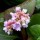 'Baby Doll' is a clump-forming, evergreen perennial with medium-sized, smooth, round leaves and pale pink flowers in spring. Bergenia 'Baby Doll' added by Shoot)