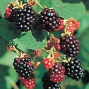 'Black Satin' is a moderate-sized bush with upright thornless canes, white flowers in summer followed by dark blackberries in mid-summer.
 Rubus fruticosus 'Black Satin' added by Shoot)
