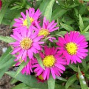 'Island Series' is a group of compact, mound-forming perennials with narrow mid-green leaves and clusters of bright flowers in midsummer. The series consists of purple, lavender and pink flowers. Aster novi-belgii 'Island Series' added by Shoot)