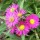 'Island Series' is a group of compact, mound-forming perennials with narrow mid-green leaves and clusters of bright flowers in midsummer. The series consists of purple, lavender and pink flowers. Aster novi-belgii 'Island Series' added by Shoot)