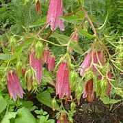 'Elizabeth' is a clump forming, deciduous perennial with rosettes of heart-shaped green leaves and pendants of bell-shaped creamy flowers, flushed maroon, that are held up above on thin stalks. Campanula 'Elizabeth' added by Shoot)