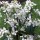 Lunaria annua var albiflora added by Shoot)