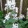 Lunaria Annua Var Albiflora (White-Flowered Honesty Added by Norma Thain