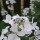 Lunaria annua var albiflora (White-flowered honesty) Added by Norma Thain