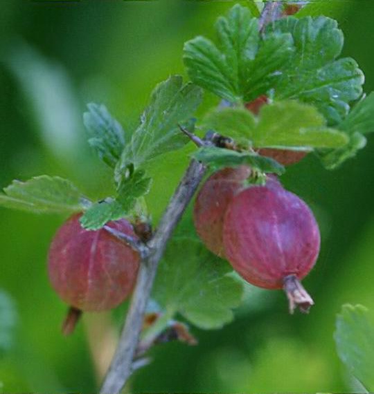 Ribes uva-crispa 'Hinnomaki Red'