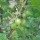 'Whitesmith' is an upright, deciduous, heavy fruit cropping shrub with green, shallow lobed leaves, and greenish-yellow, large, oval berries in summer that are good for eating and for cooking. Ribes uva-crispa 'Whitesmith' added by Shoot)