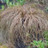 Carex comans bronze-leaved
