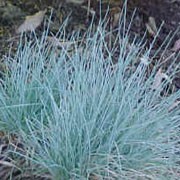 'Blue Glow'  is an evergreen perennial that forms a small, but very striking icy-blue mound of tufted, ornamental grass with blue-grey flowers in summer, which fade to pale-brown in autumn.  Festuca glauca 'Blue Glow' added by Shoot)