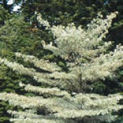 'Argentea' is a deciduous multi-stemmed tree or shrub with white-margined mid-green leaves, cymes of small white flowers in early summer and blue-black fruit in late summer and autumn. Cornus alternifolia 'Argentea' added by Shoot)