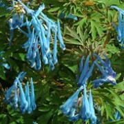 'China Blue' is a mound-forming, late summer-dormant perennial with shiny, divided bronze-tinted leaves and light blue tube-shaped flowers in late spring and early summer. Corydalis flexuosa 'China Blue' added by Shoot)