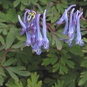 'Pere David' is a mound-forming, late summer-dormant perennial with shiny, divided light green leaves and bright blue tube-shaped flowers in late spring and early summer.
 Corydalis flexuosa 'Pere David' added by Shoot)
