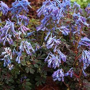 'Purple Leaf' is a mound-forming, late summer-dormant perennial with divided purple-green leaves and slender, bright blue, tube-shaped flowers in late spring and early summer.
 Corydalis flexuosa 'Purple Leaf' added by Shoot)
