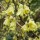  (19/12/2020) Corylopsis pauciflora added by Shoot)