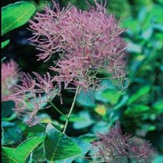 'Purpureus' is a large, bushy, deciduous shrub with round leaves that emerge purple, fading to dark green in summer and turning yellow, orange or red-purple in autumn. Panicles of dark pink flowers bloom in summer.
 Cotinus coggygria 'Purpureus' added by Shoot)