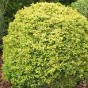 'Golden Promise' is a dwarf, rounded, evergreen shrub with green foliage turning creamy-gold in summer and purple-tinged in autumn.  Cryptomeria japonica 'Golden Promise' added by Shoot)