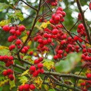 'Prunifolia Splendens' is a wide, spreading, deciduous tree with large, glossy, dark green leaves turning bright red in autumn, white flowers in spring and red fruit in autumn. Crataegus x persimilis 'Prunifolia Splendens' added by Shoot)