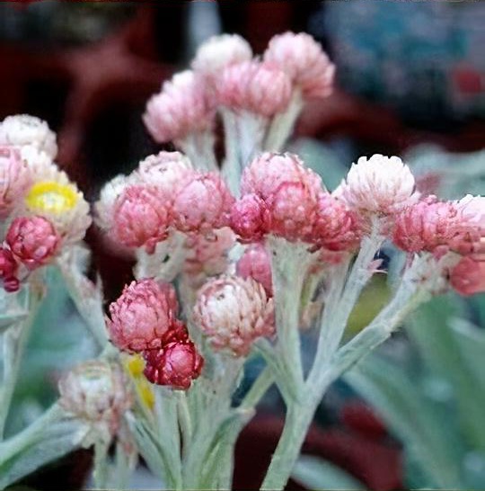 Helichrysum 'Ruby Cluster' 