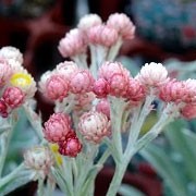 'Ruby Cluster' is a small, herbaceous perennial with attractive, long, narrow, grey-green, fuzzy leaves. In spring they have ruby coloured buds that open up to pink flowers, eventually fading to white, with yellow centres.   Helichrysum 'Ruby Cluster'    added by Shoot)