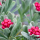 Helichrysum 'Ruby Cluster' (Straw flower 'Ruby Cluster' ) Added by Nicola