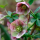 Helleborus orientalis (Lenten rose) (03/03/2019) Helleborus orientalis added by Shoot)