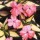 'Sunsplash Salmon' is a half-hardy annual.  It has unusual foliage for a Busy Lizzie, being yellow with dark green margins.  In summer, it has salmon-pink flowers. Impatiens 'Sunsplash Salmon' added by Shoot)