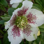 Hellebore x hybridus White Spotted Ladyplant in a 17cm pot