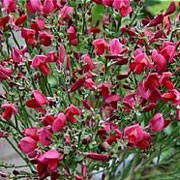'Boskoop Ruby' is an upright, evergreen shrub with arching shoots, palmate, mid-green leaves and clusters of ruby-red flowers in late spring and early summer. Cytisus 'Boskoop Ruby' added by Shoot)