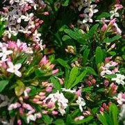 'Somerset Variegated' is a small, upright, semi-evergreen shrub with small, cream-edged, mid-green leaves and clusters of small, fragrant, pale pink leaves in spring. Daphne x burkwoodii 'Somerset Variegated' added by Shoot)