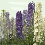 'Guardian Series' is a group of low, mound-forming, clumps of deeply lobed foliage with erect flower spikes in blue, white or lavendar in summer. Delphinium 'Guardian Series' added by Shoot)