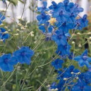 'Blue Butterfly' is a compact, short-lived perennial with deeply segmented leaves and panicles of cap-shaped, bright blue flowers in summer. Delphinium grandiflorum 'Blue Butterfly' added by Shoot)