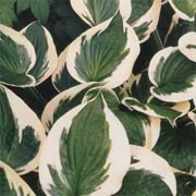 'Minuteman' is a medium sized, mounding, deciduous perennial with large, slightly wavy, ovate, green foliage with creamy white edges and tall lavender flowers in summer. Hosta 'Minuteman' added by Shoot)
