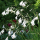 Dierama 'Guinevere' (White angel's fishing rod) Added by Nicola